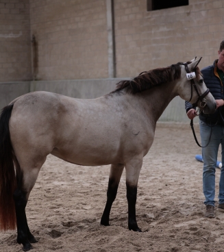 Nationale Connemara Show