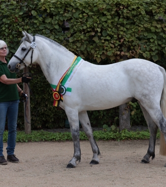 Show Connemara Hengsten