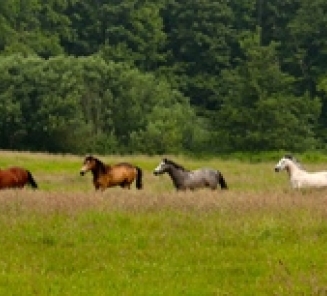 connemara